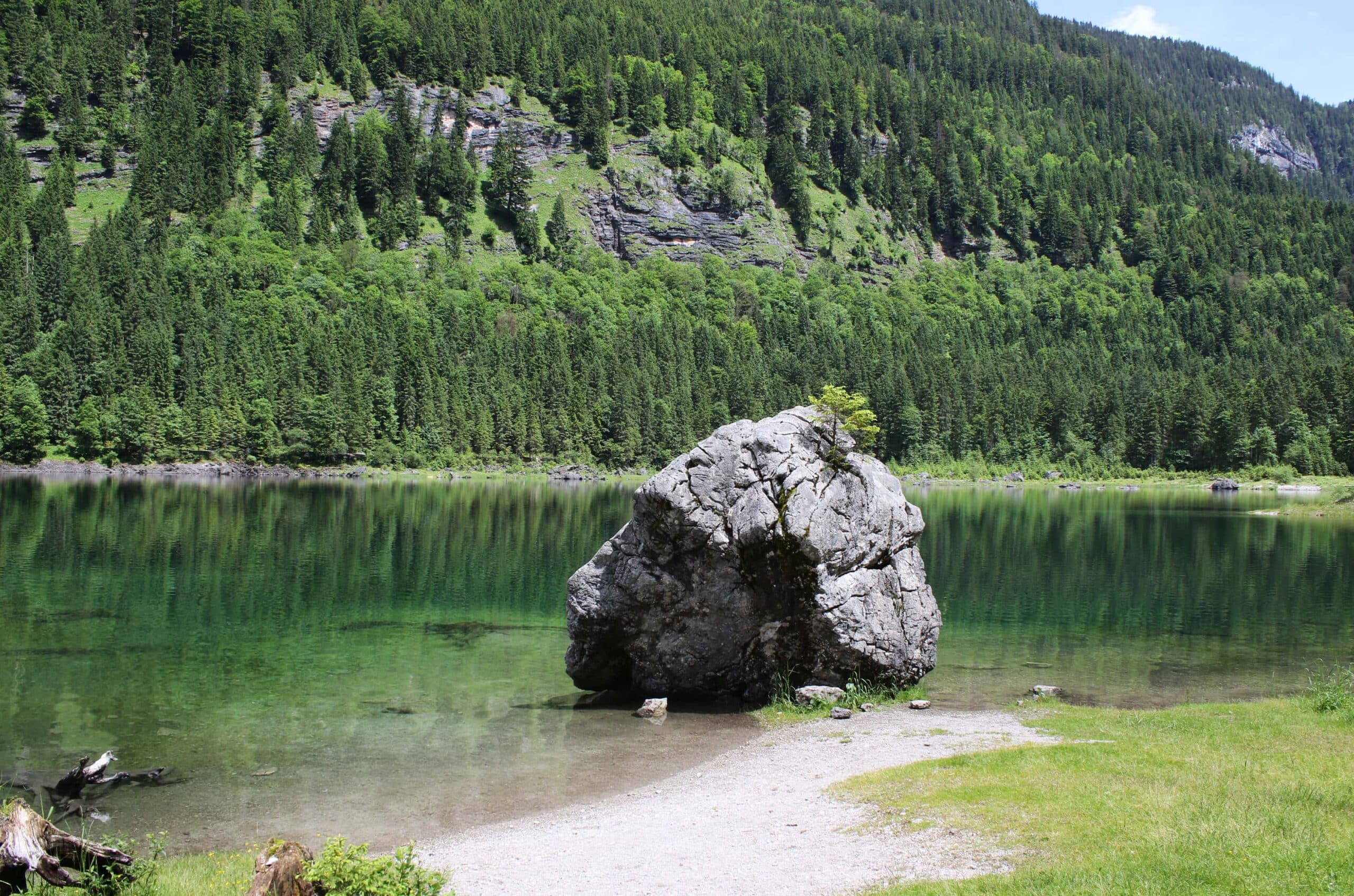 A tree growing from a rock on the shore of Lake Gosau.