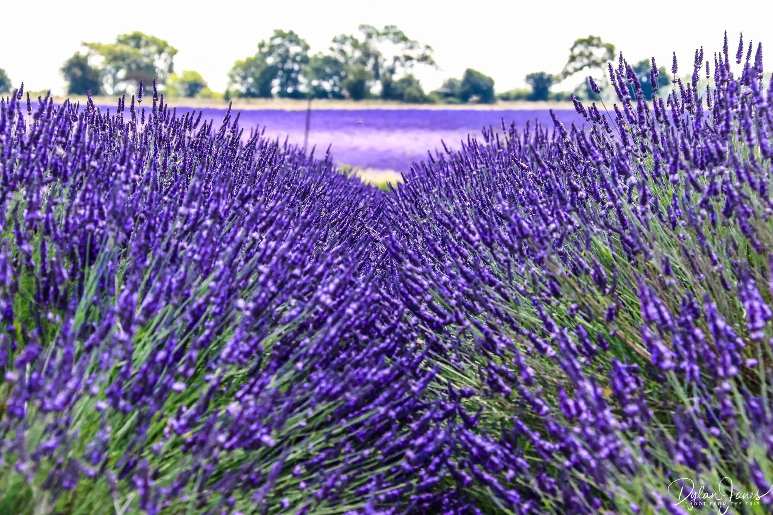 Lavender fields of the Cotswolds at Cotswold Lavender