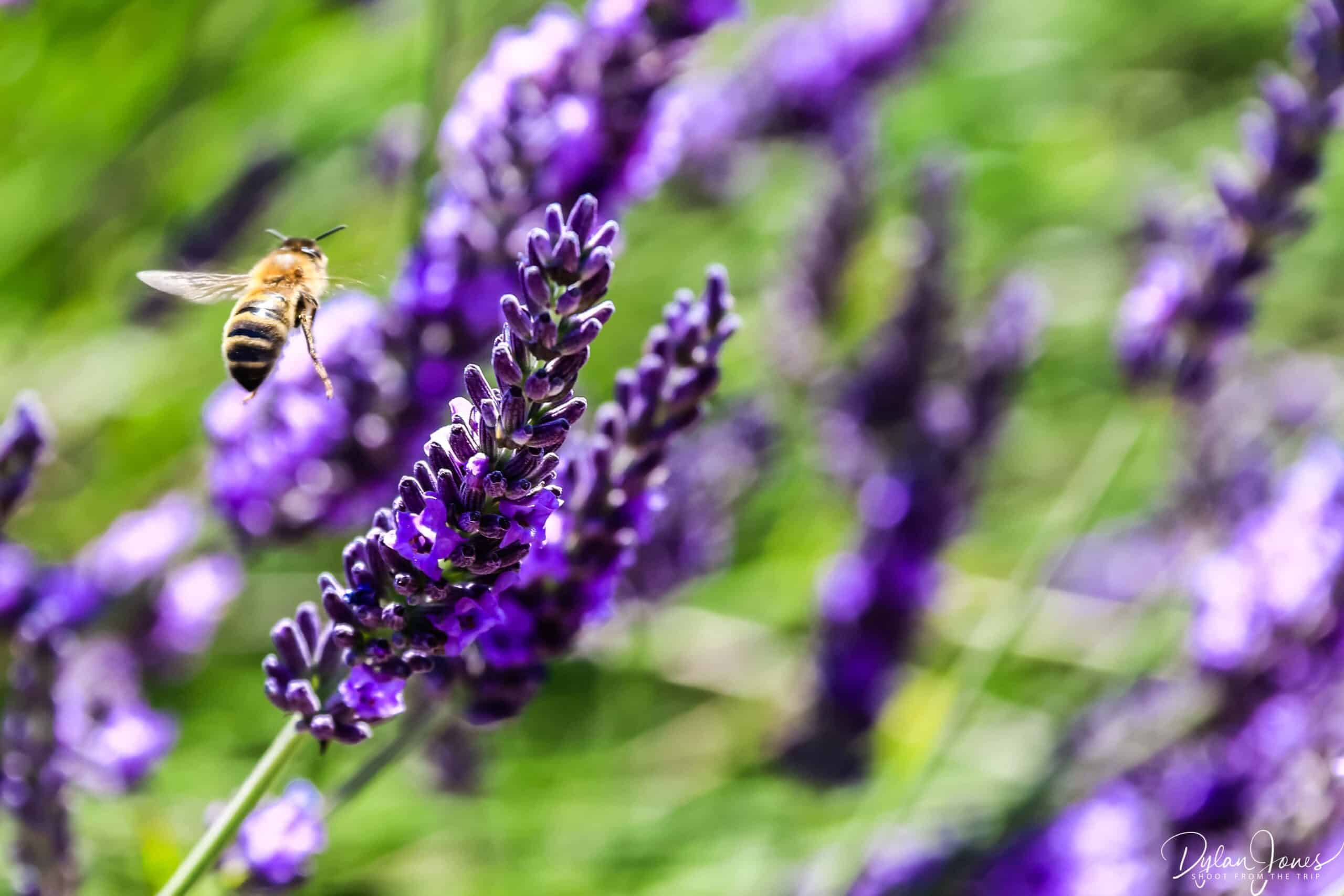 Bees collecting nectar and pollen at Cotswold Lavender