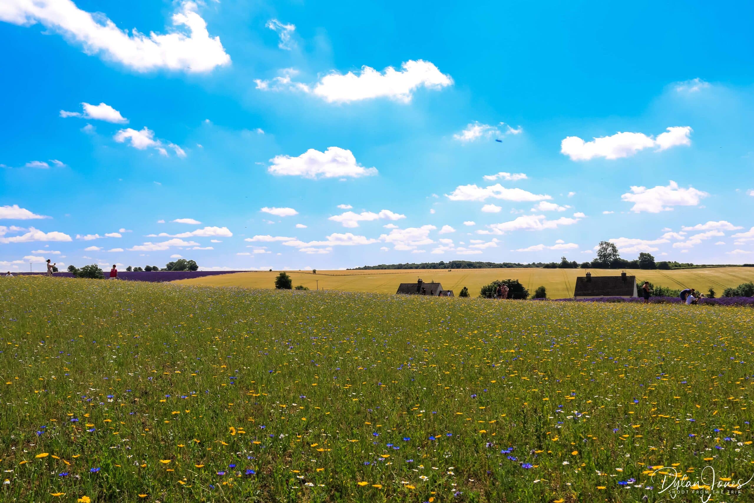 Wildflowers at Cotswold Lavender