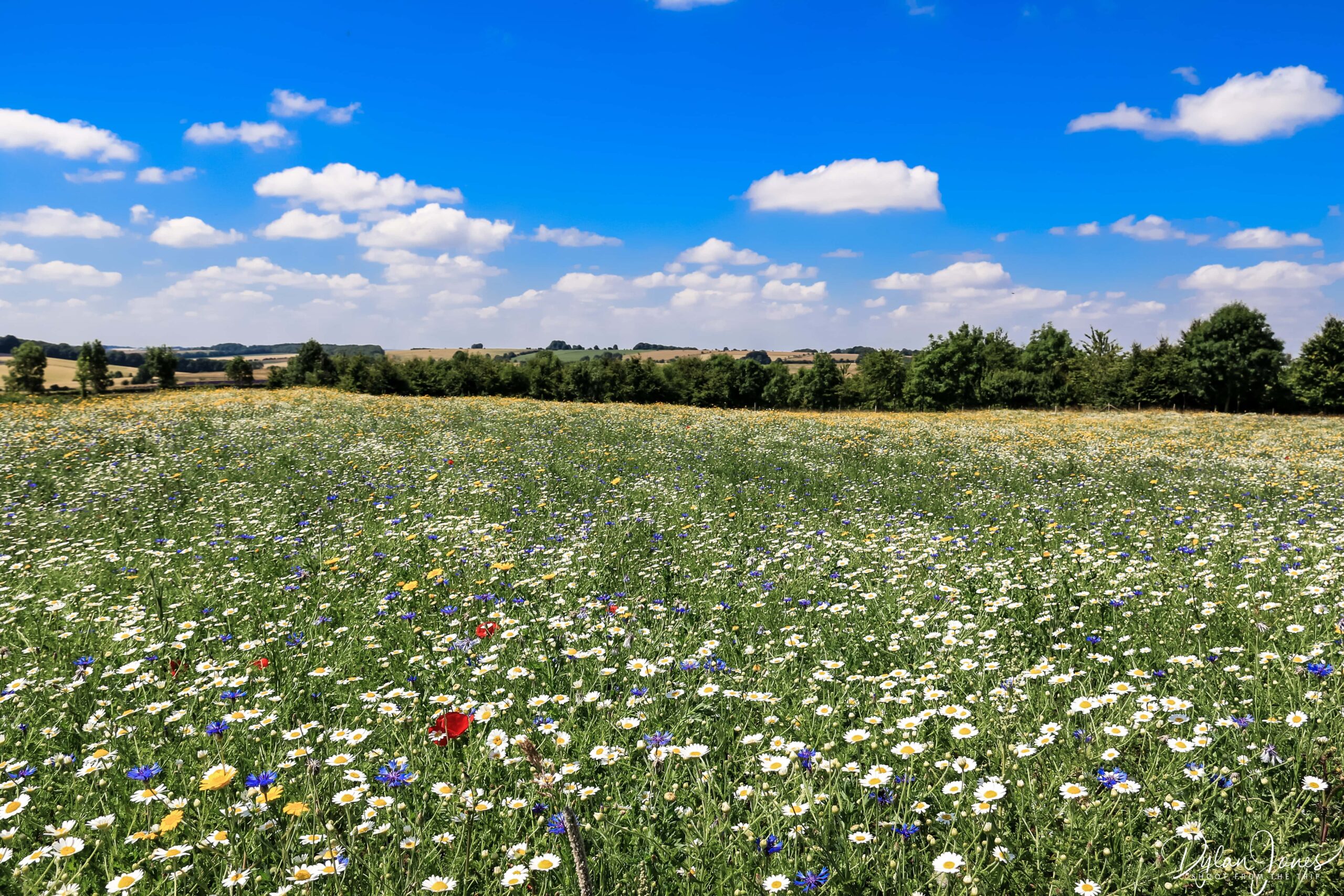 Wildflower meadow at Cotswold Lavender