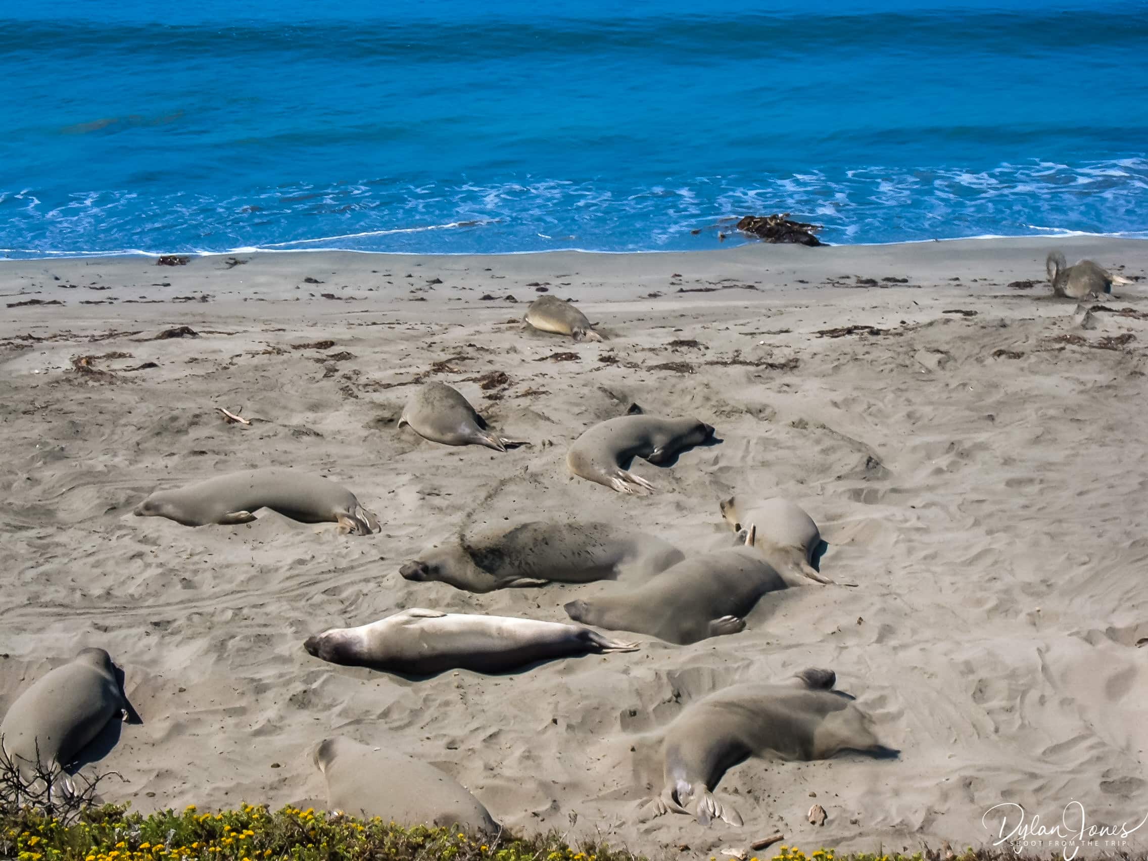Elephant Seal Beach