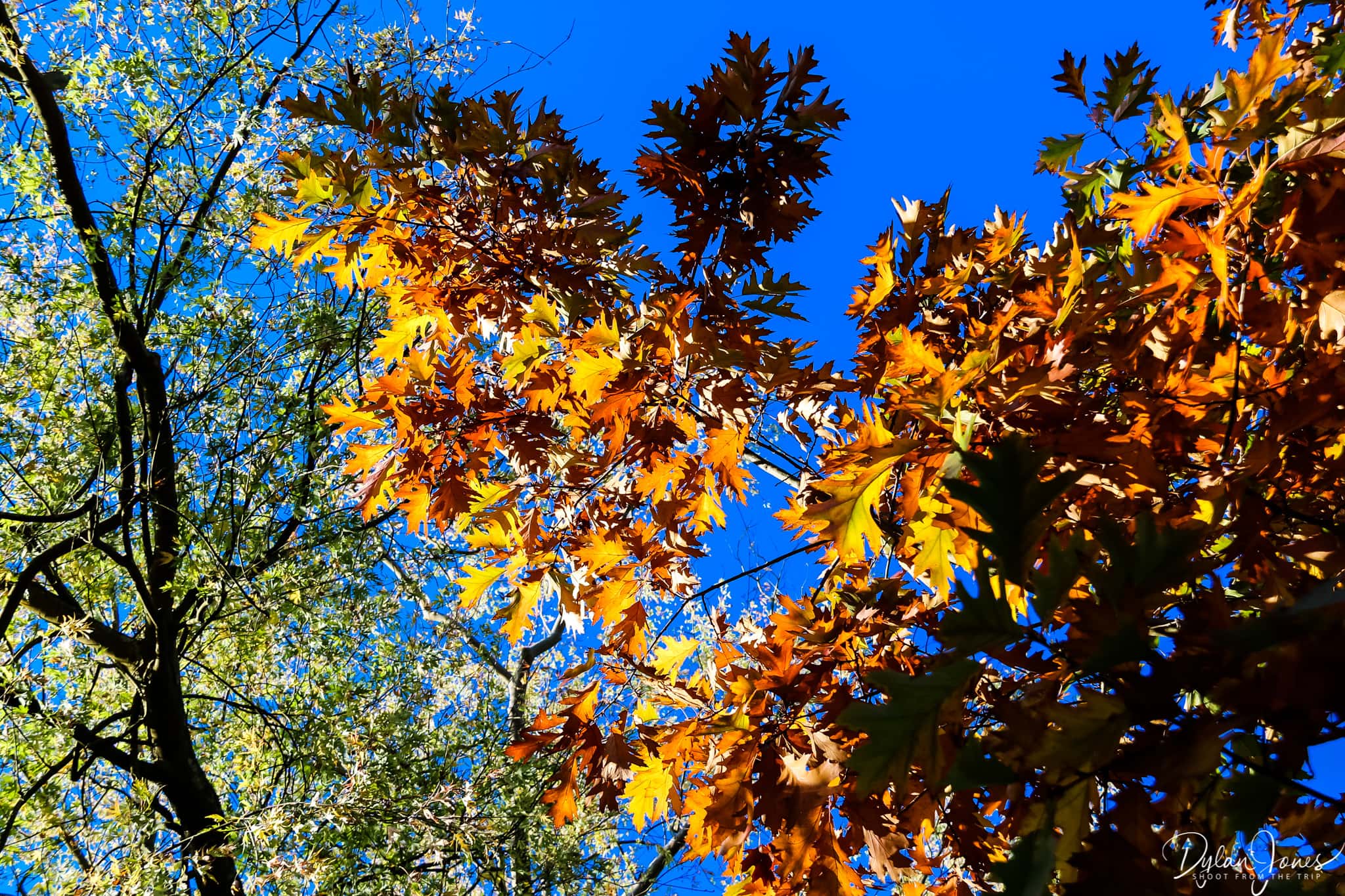 Sheffield Park and Garden looking up at oak leaves