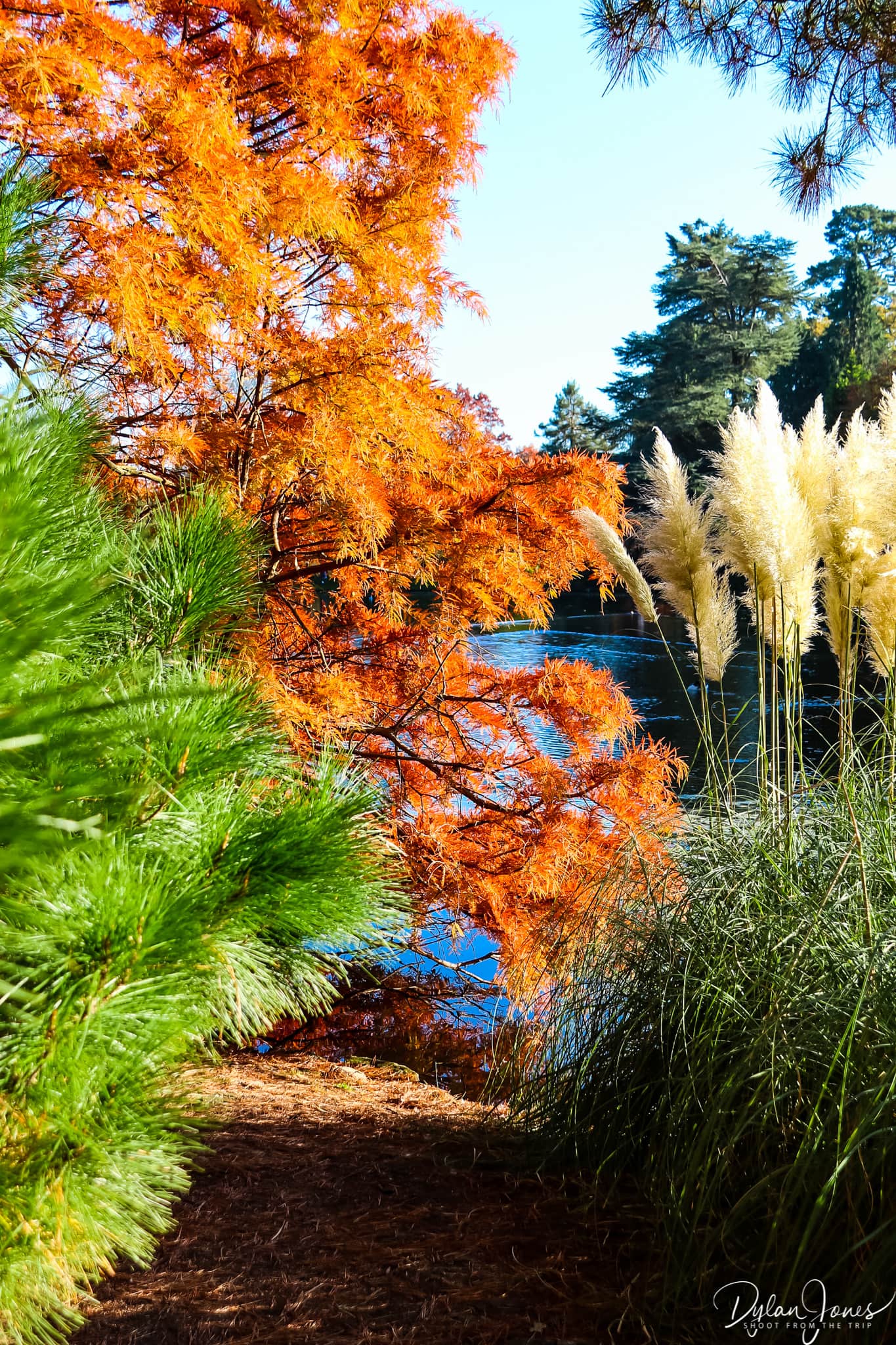 Sheffield Park and Garden Taxodium distichum
