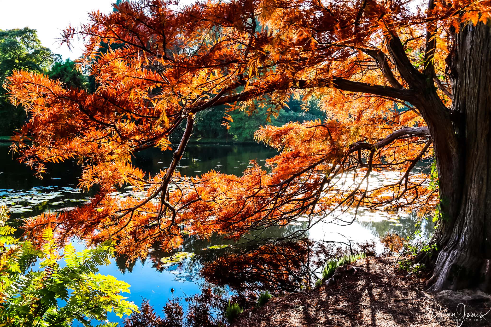 Taxodium distichum