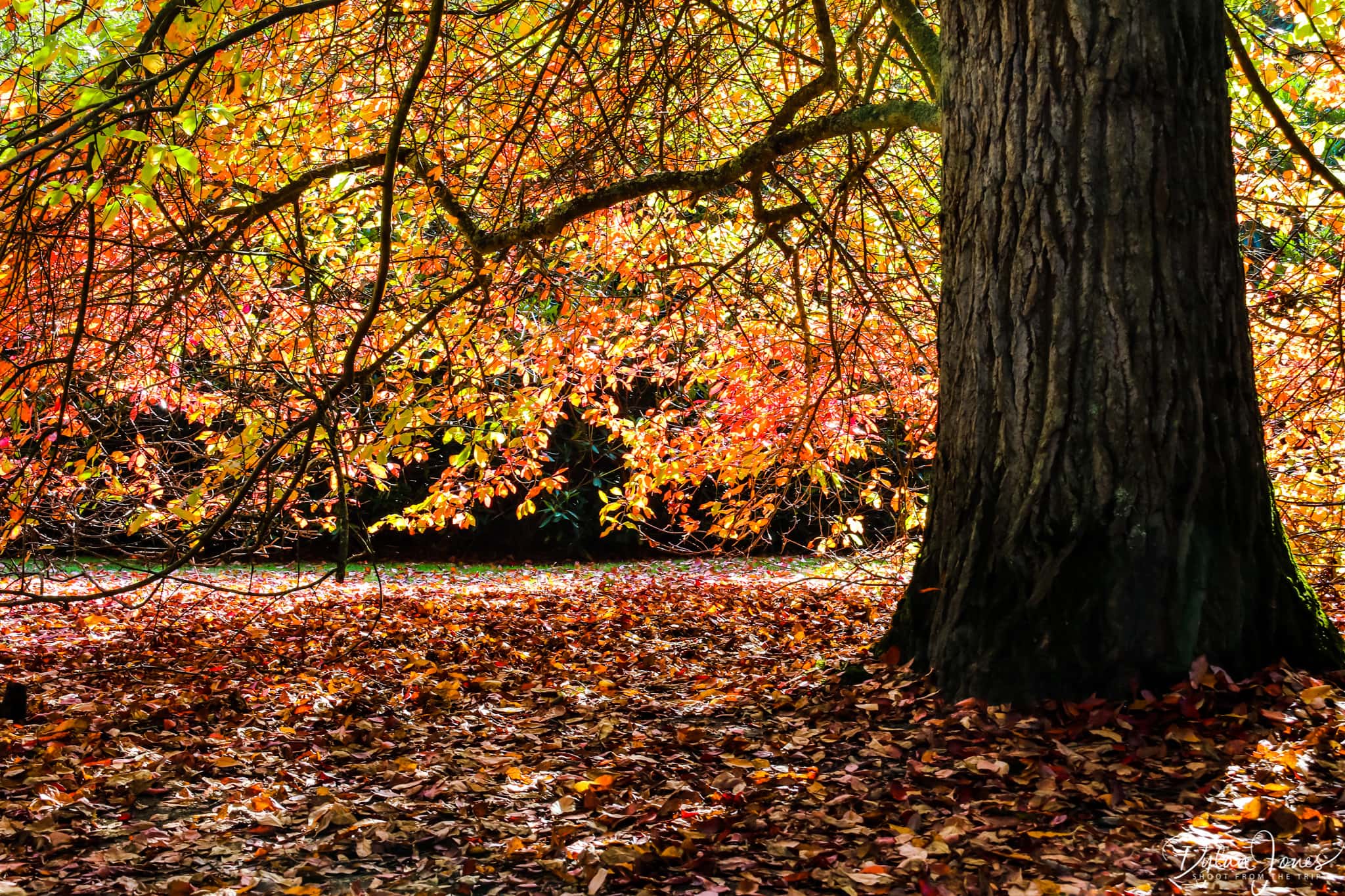 A blanket of autumn leaves on the ground