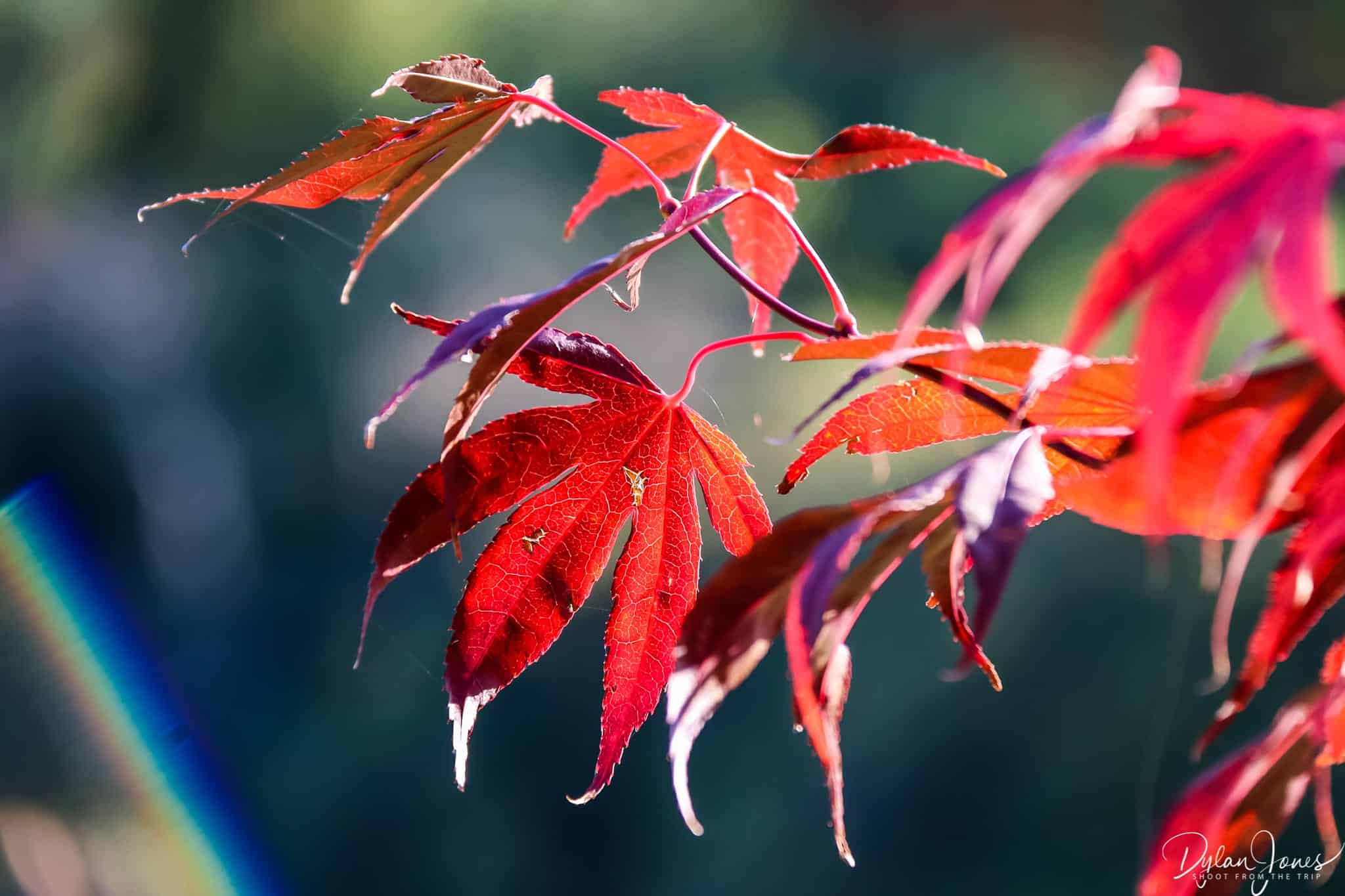 Red acer leaves close up
