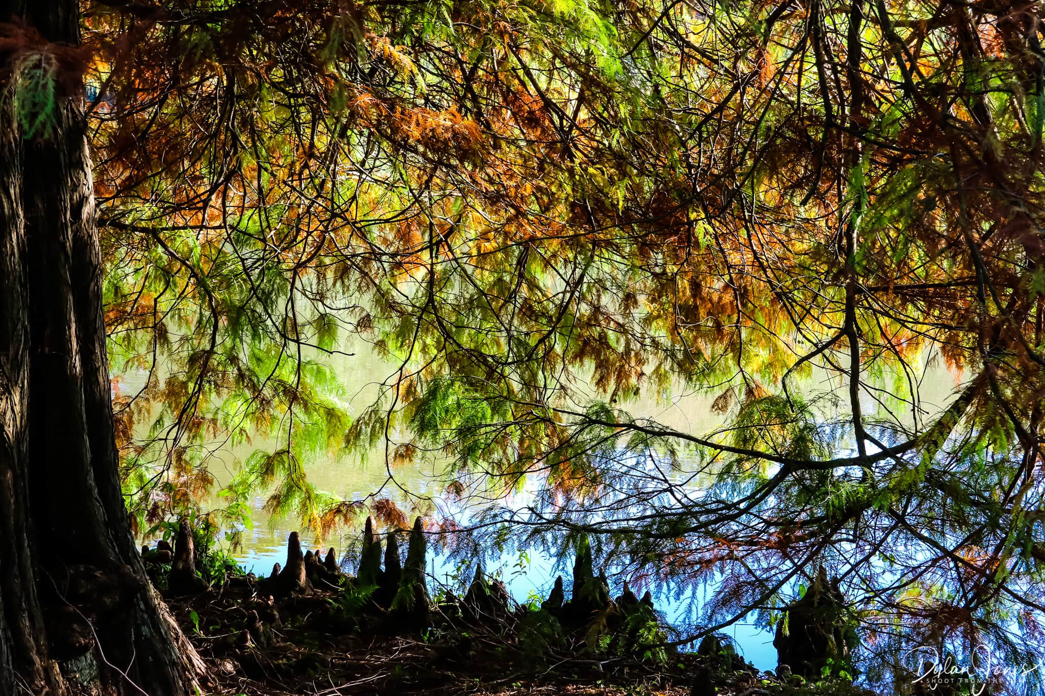 Shaded area under the trees