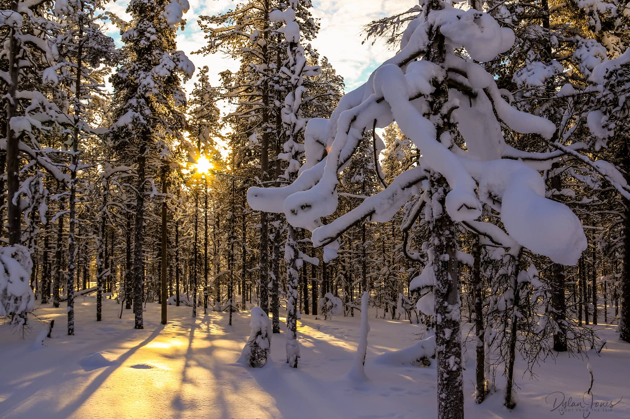 The trees casting long shadows in the forest near Kakslauttanen East Village