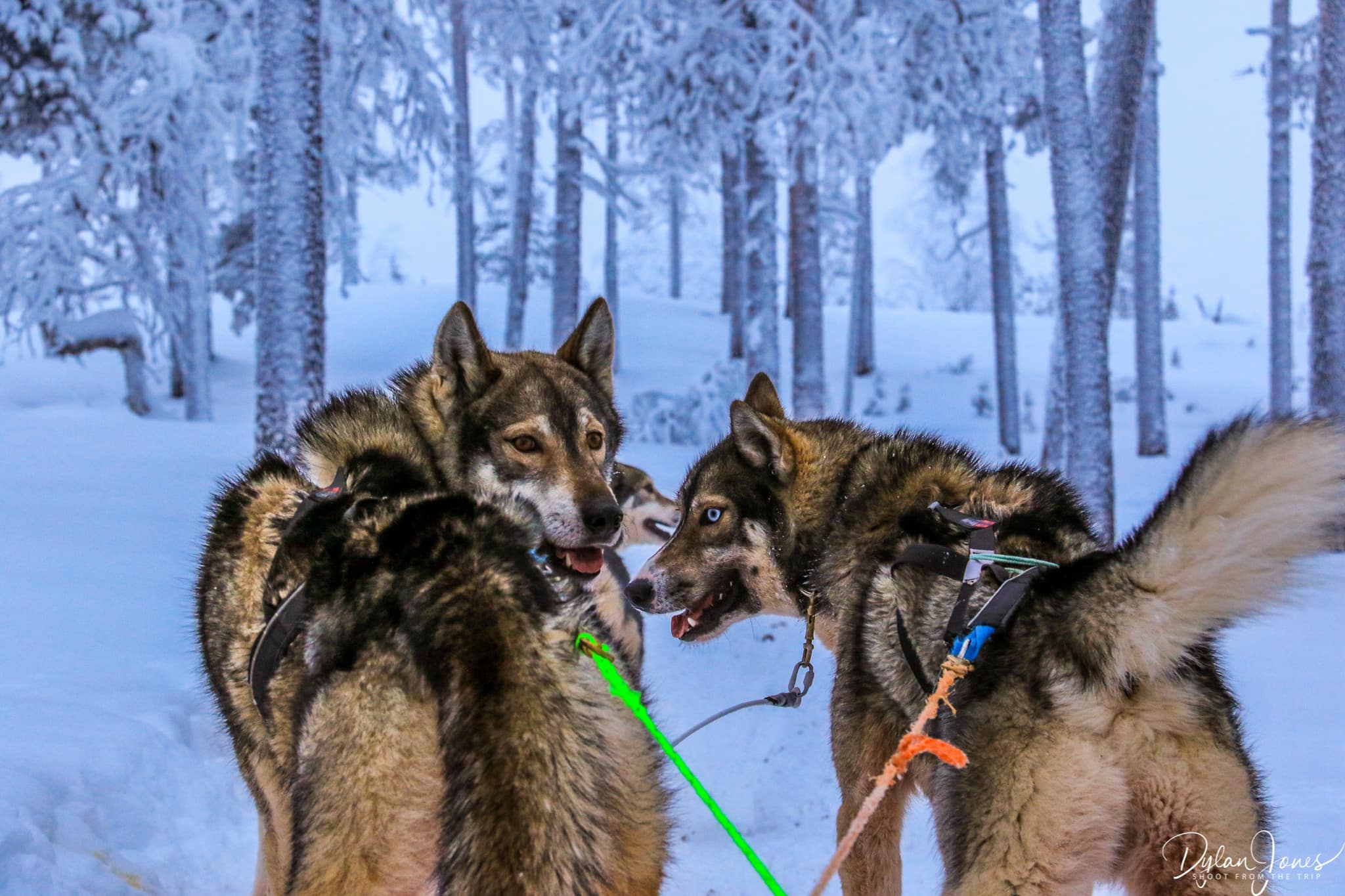 Our pack of huskies, taking us out into the forests of Saariselkä Lapland