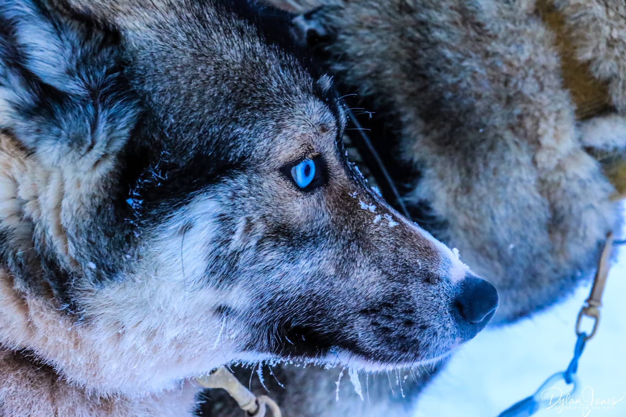 Beautiful Siberian Husky, Saariselkä Lapland