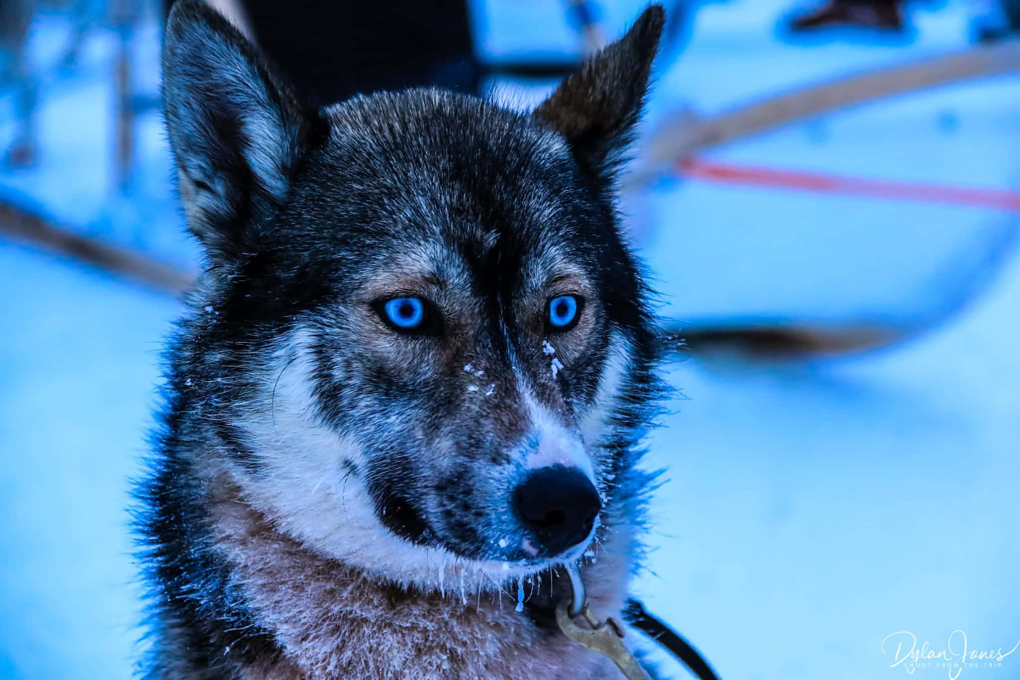 Beautiful ice blue eyes of the Siberian Husky Saariselkä Lapland