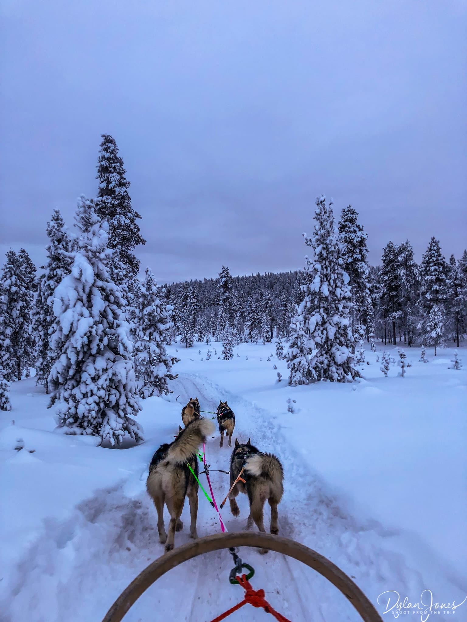 Husky Safari at the Northern Lights Village Saariselka