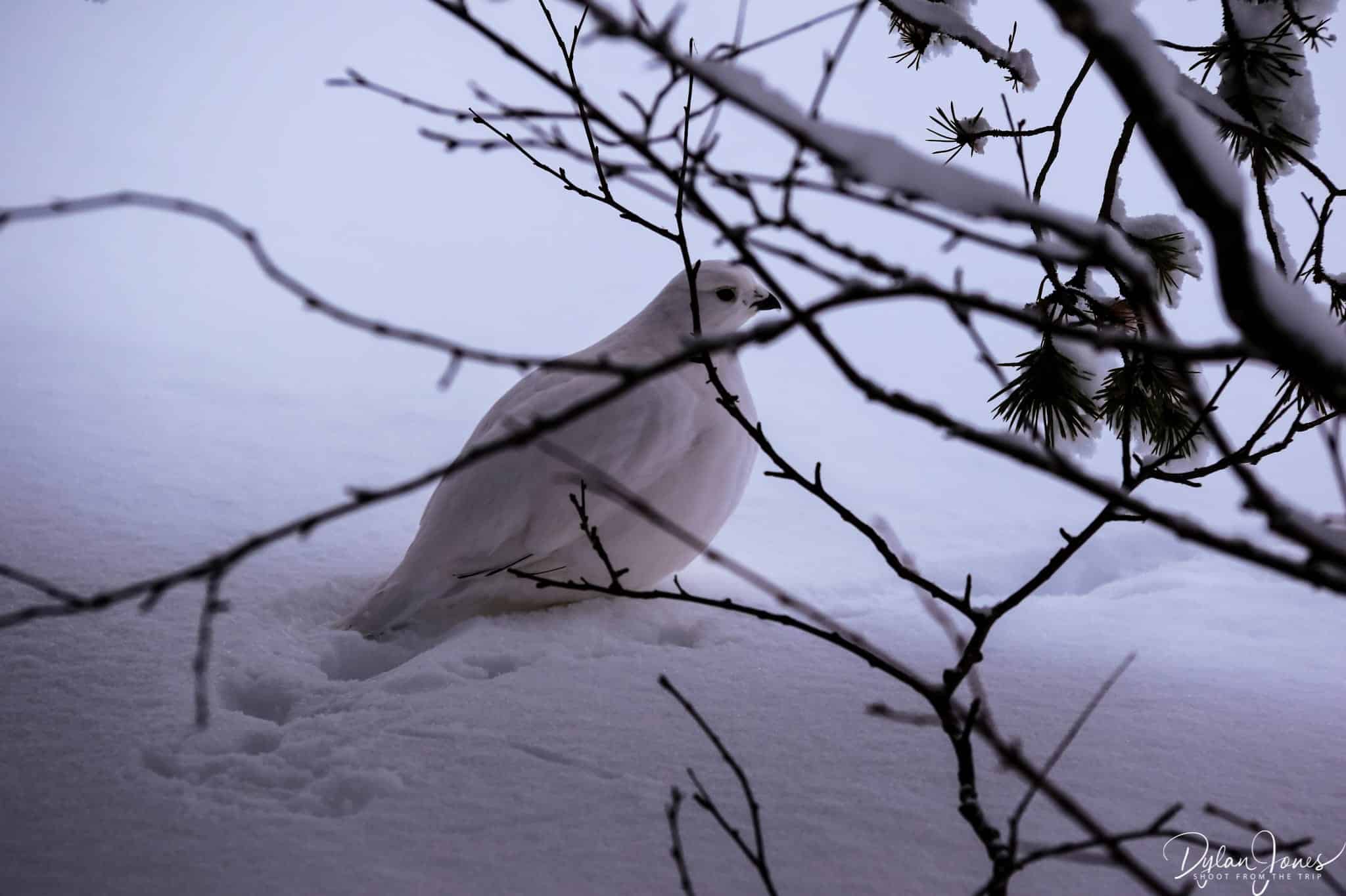 A Willow Grouse spotted during our hike on the Kiilopää Fell, Saariselkä Lapland