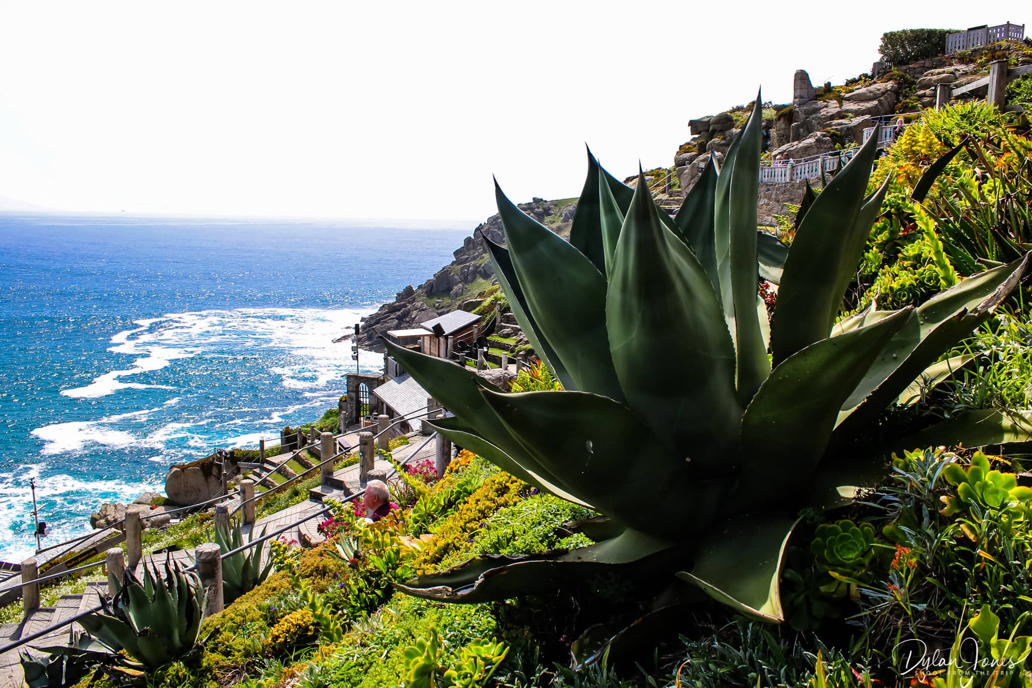 Large agaves and succulents on the terraces of the Minack Theatre, South Cornwall coast