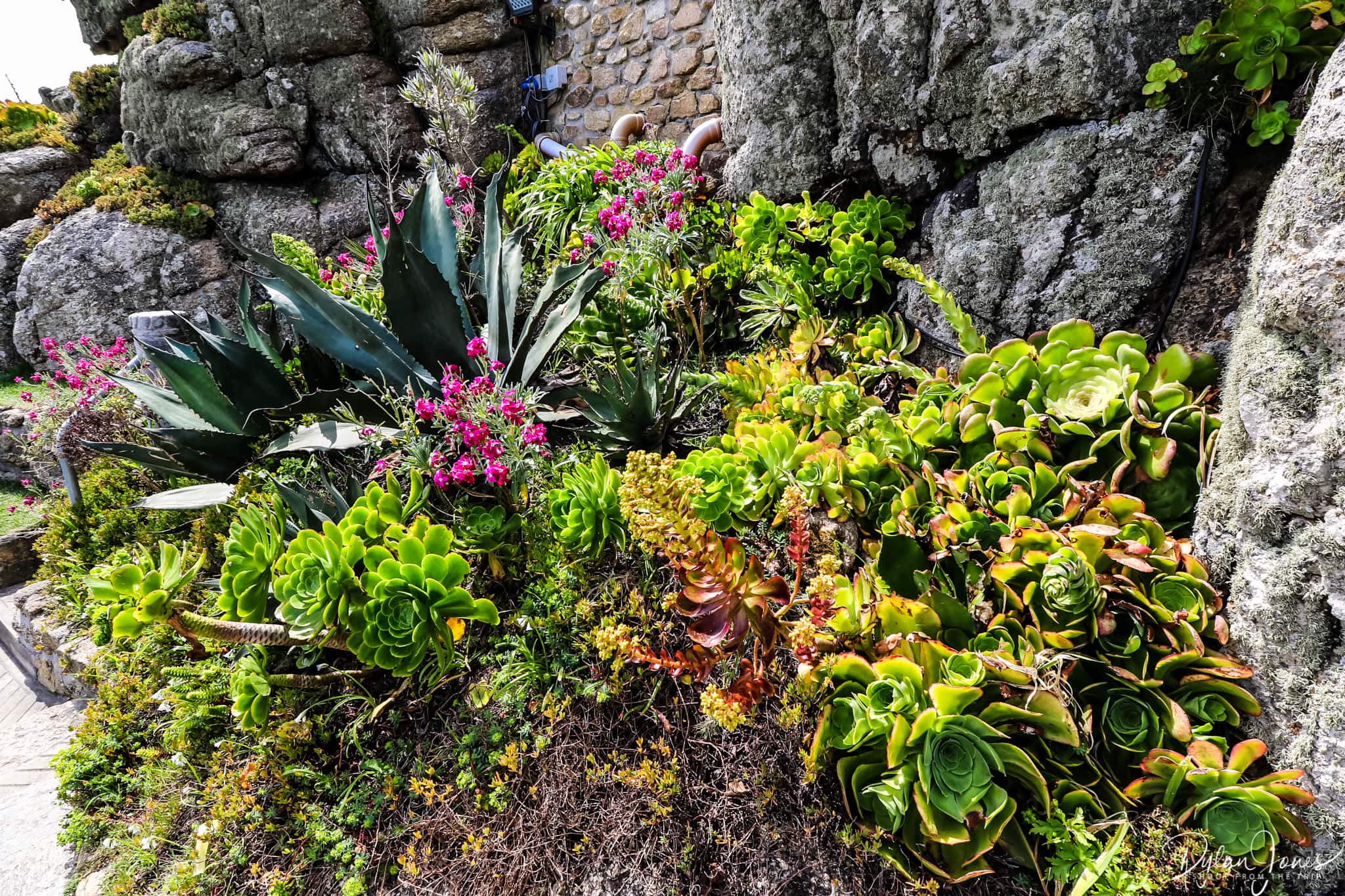 Sub-tropical planting at the Minack Theatre, South Cornwall coast