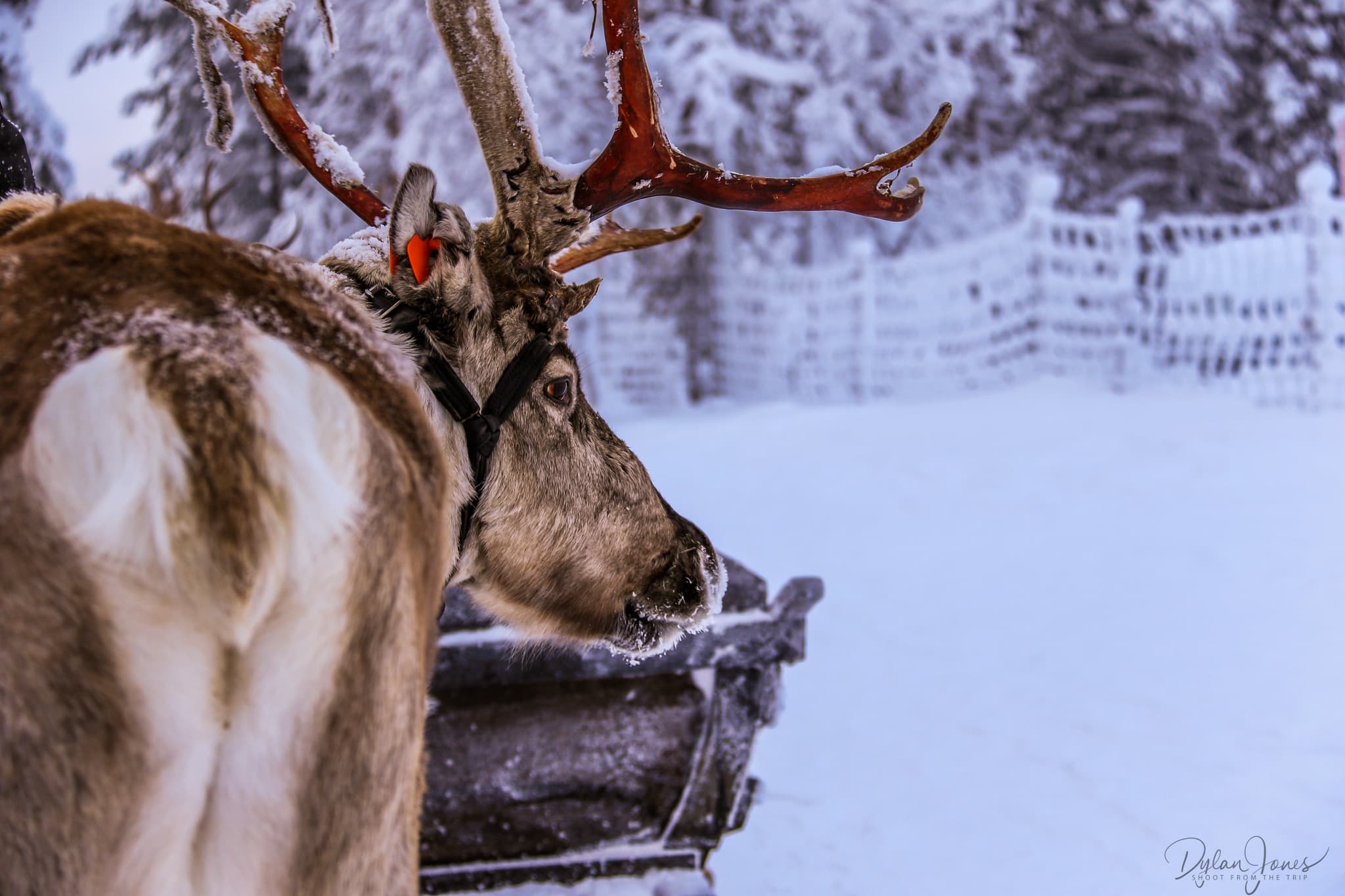 My trusty reindeer friend, Saariselkä Lapland