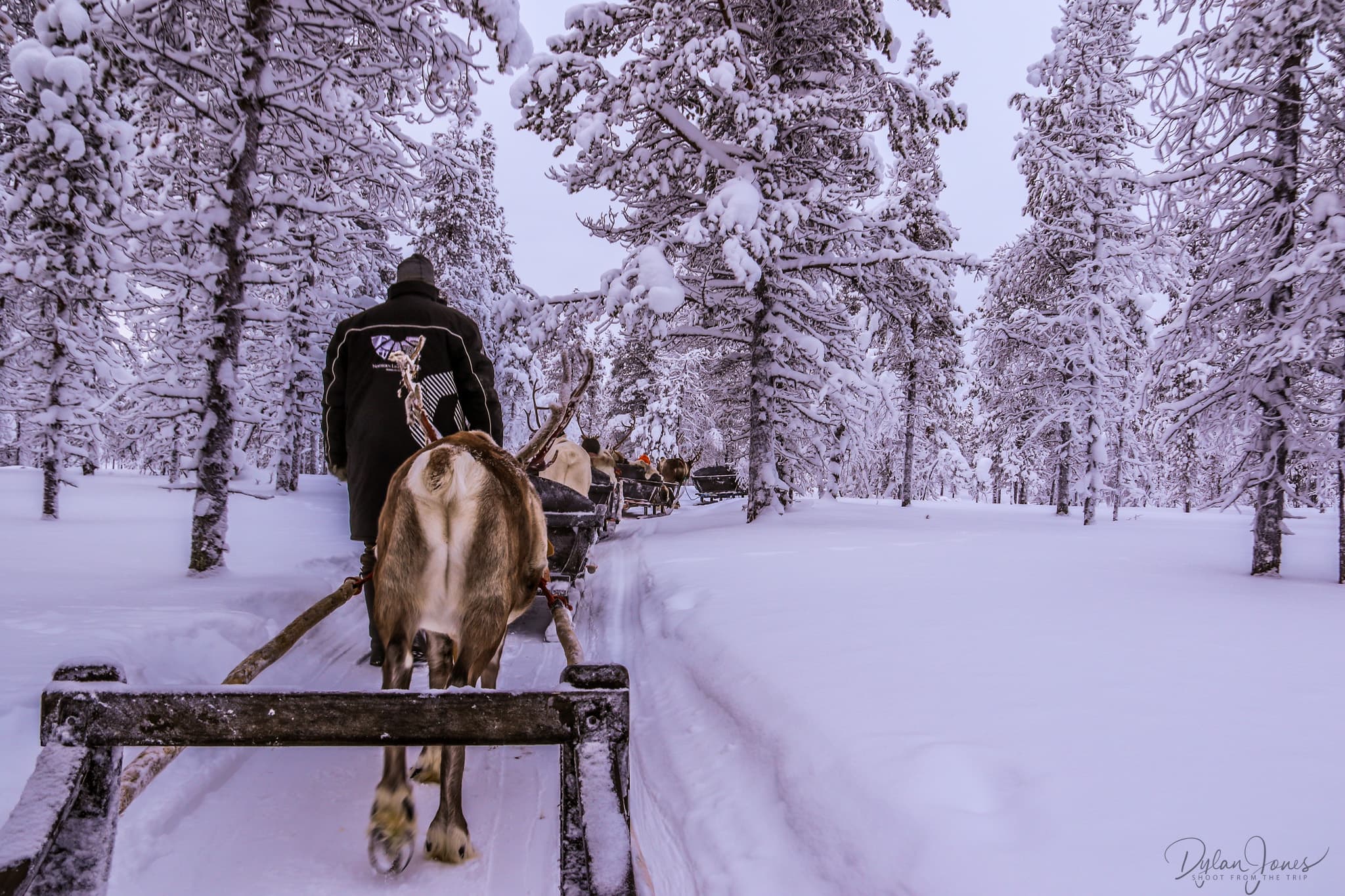 A gentle reindeer sleigh ride through the forests, Saariselkä Lapland