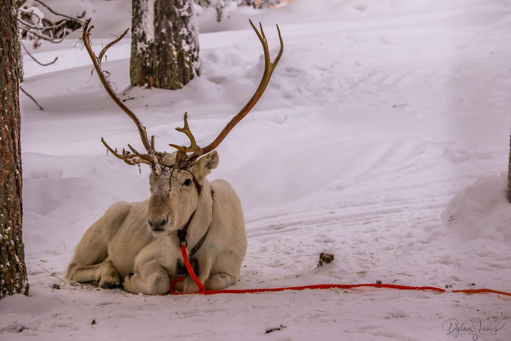 A resting reindeer, Saariselkä Lapland