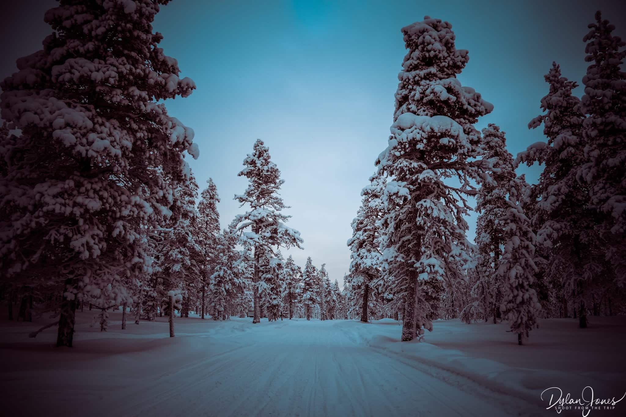 Exploring the forests of the Northern Lights Village