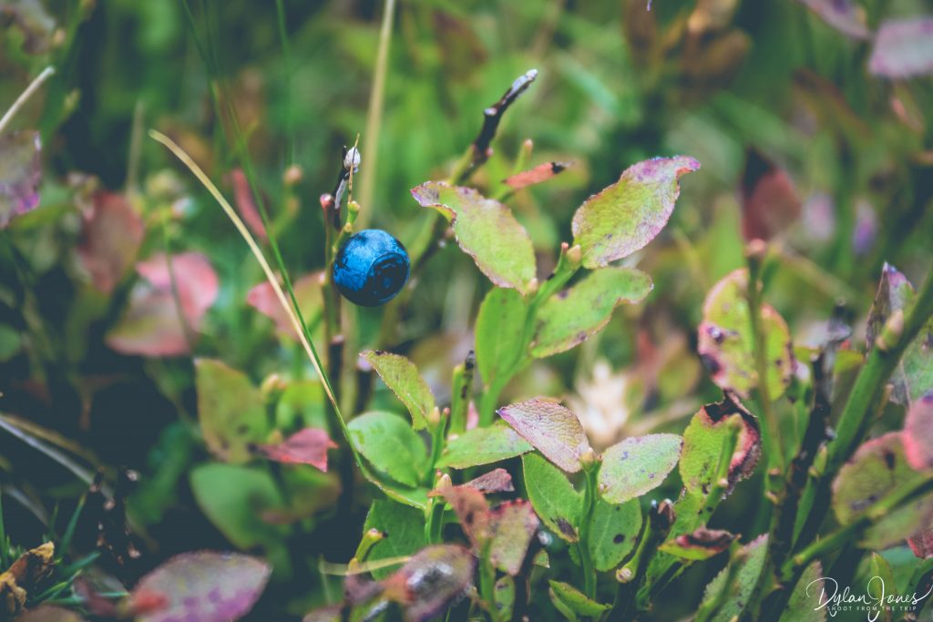 Bilberries