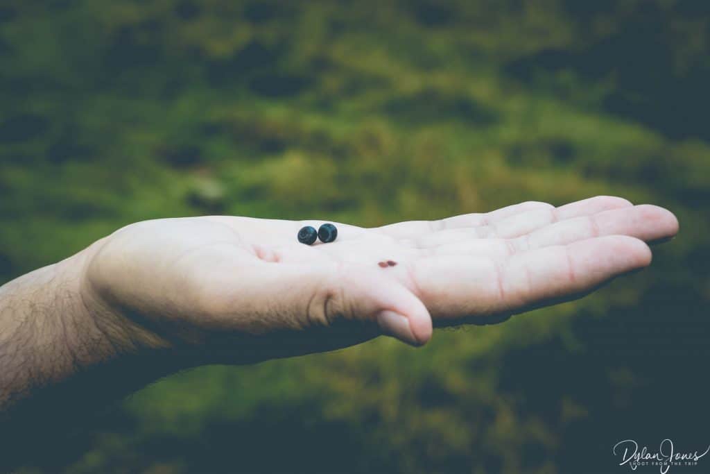 Foraging bilberries