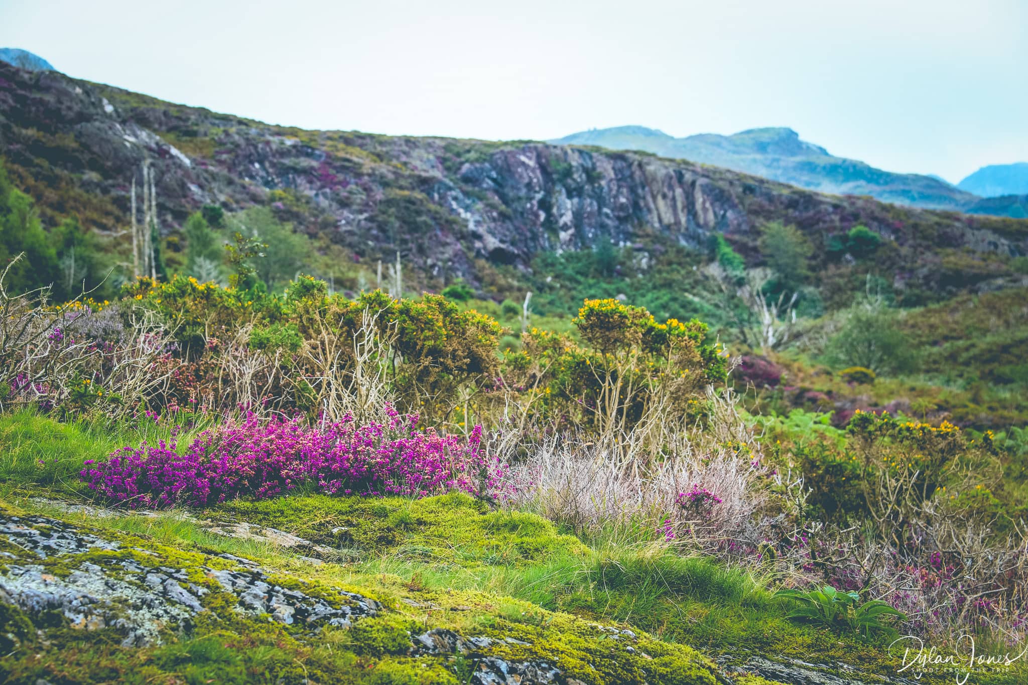 Heather and Gorse