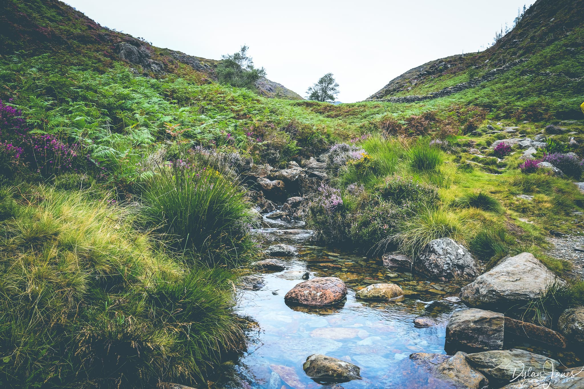 A blanket of fern surrounding mountain streams