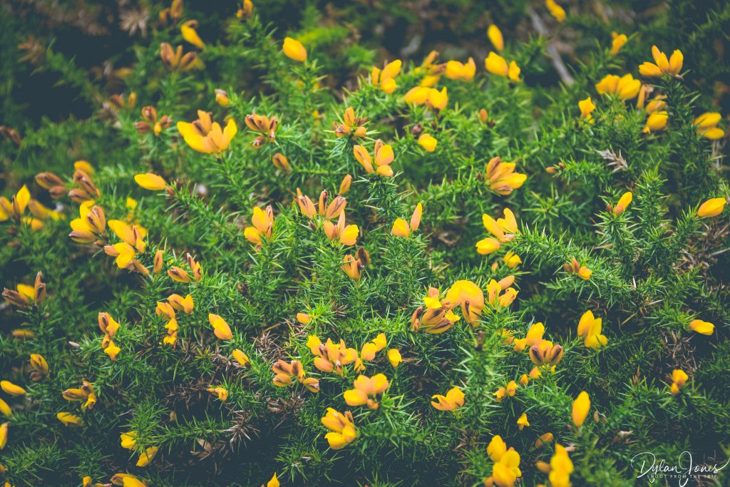 Gorse