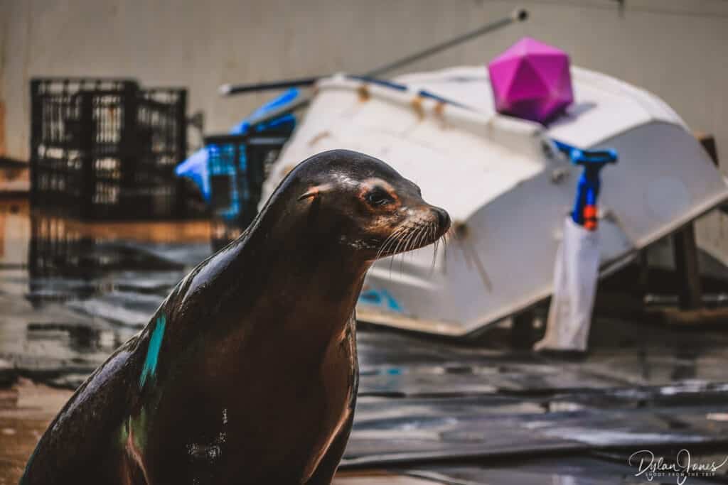 Sealion at Welsh Mountain Zoo