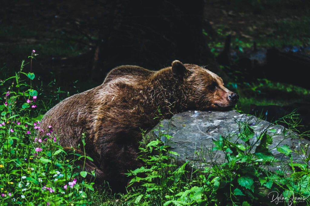 Eurasian Brown Bear