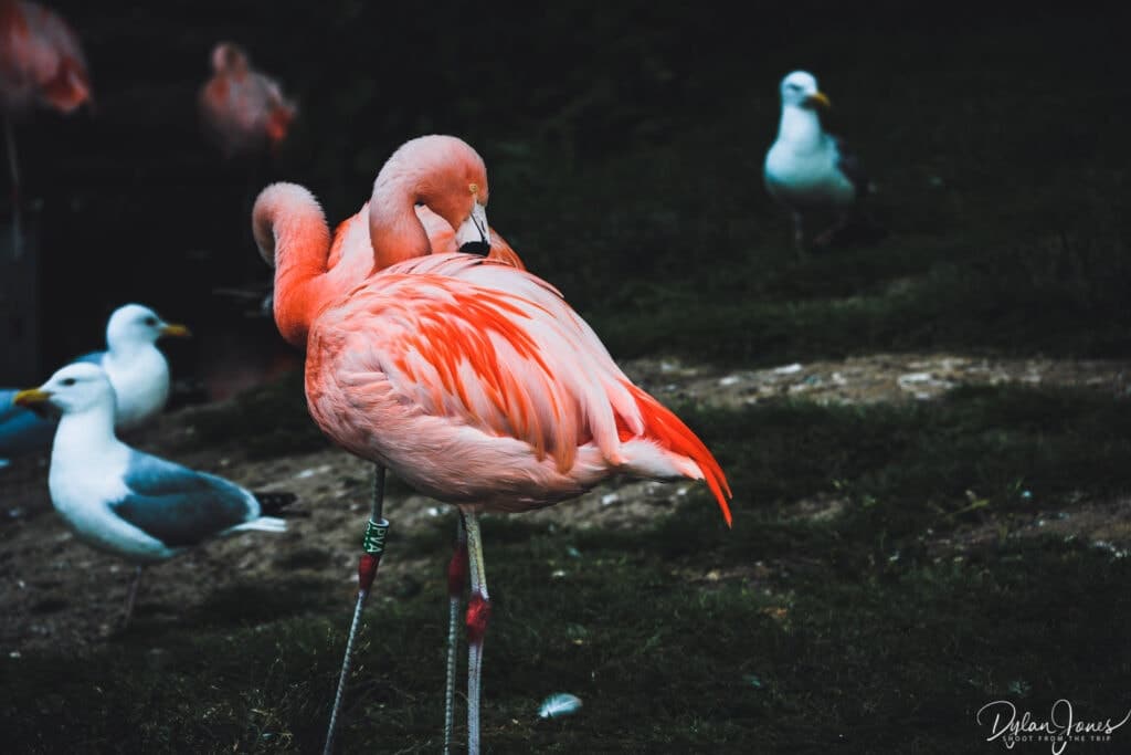 Flamingos at the Welsh Mountain Zoo