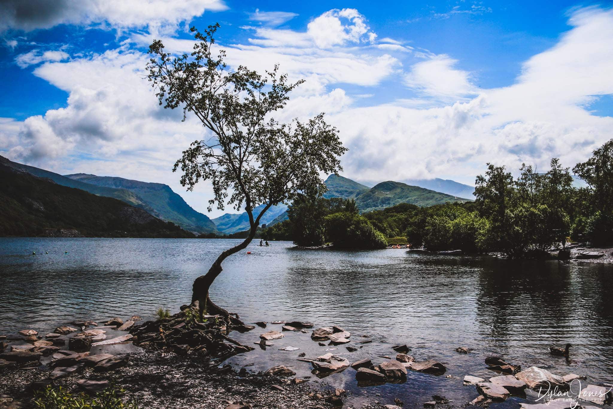 Lone Tree at Llyn Padarn