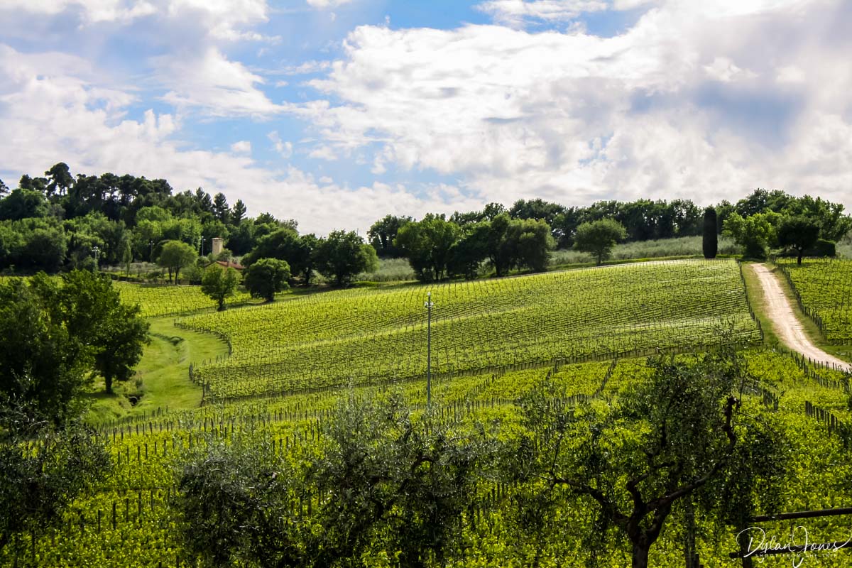 Rolling hills and vineyards