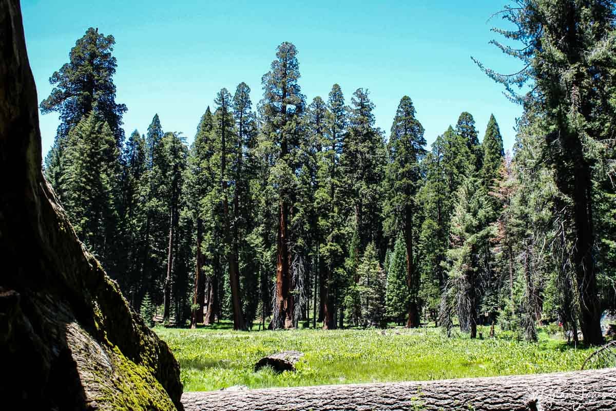 Big Trees Trail