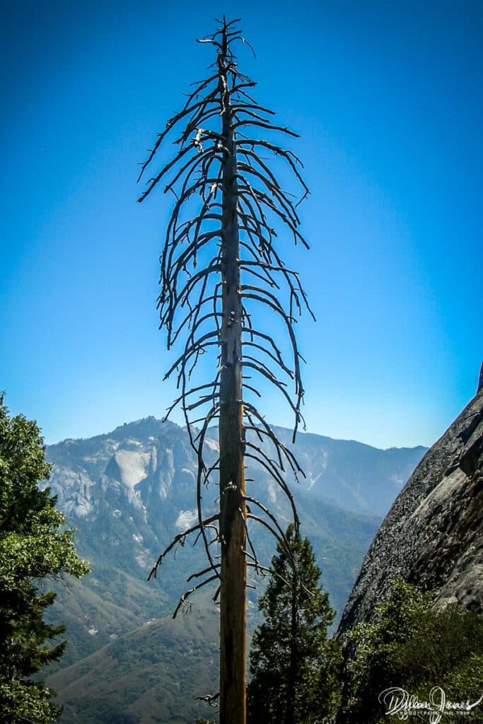 Moro Rock tree