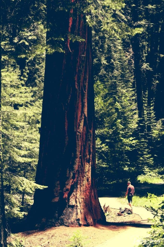 Seeing the giant redwoods when visiting Sequoia National Park