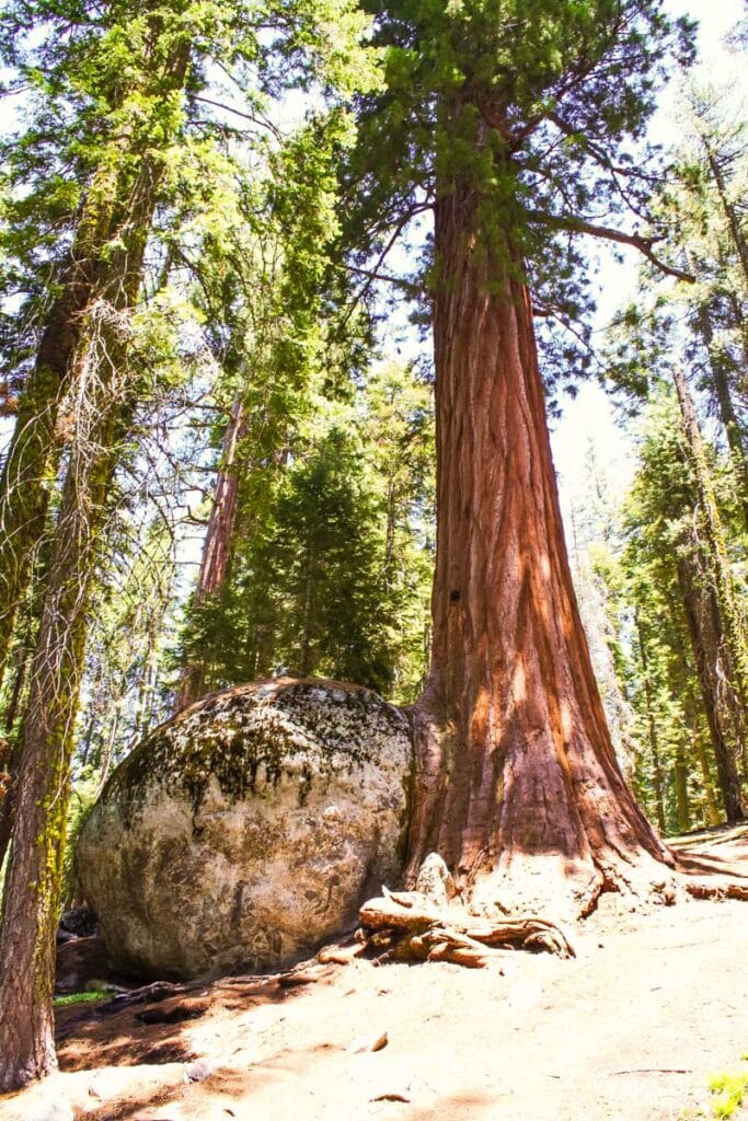 A Giant Sequoia growing around a large boulder