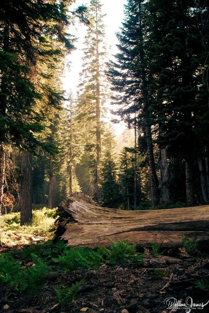Exploring the forests of Sequoia National Park