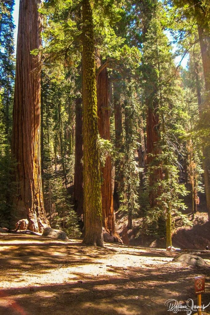 Forest scenery when visiting Sequoia National Park