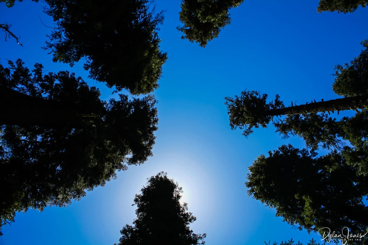 Looking up when visiting Sequoia National Park
