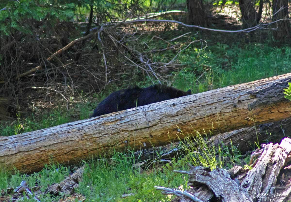 Bear Encounter when visiting Sequoia National Park 