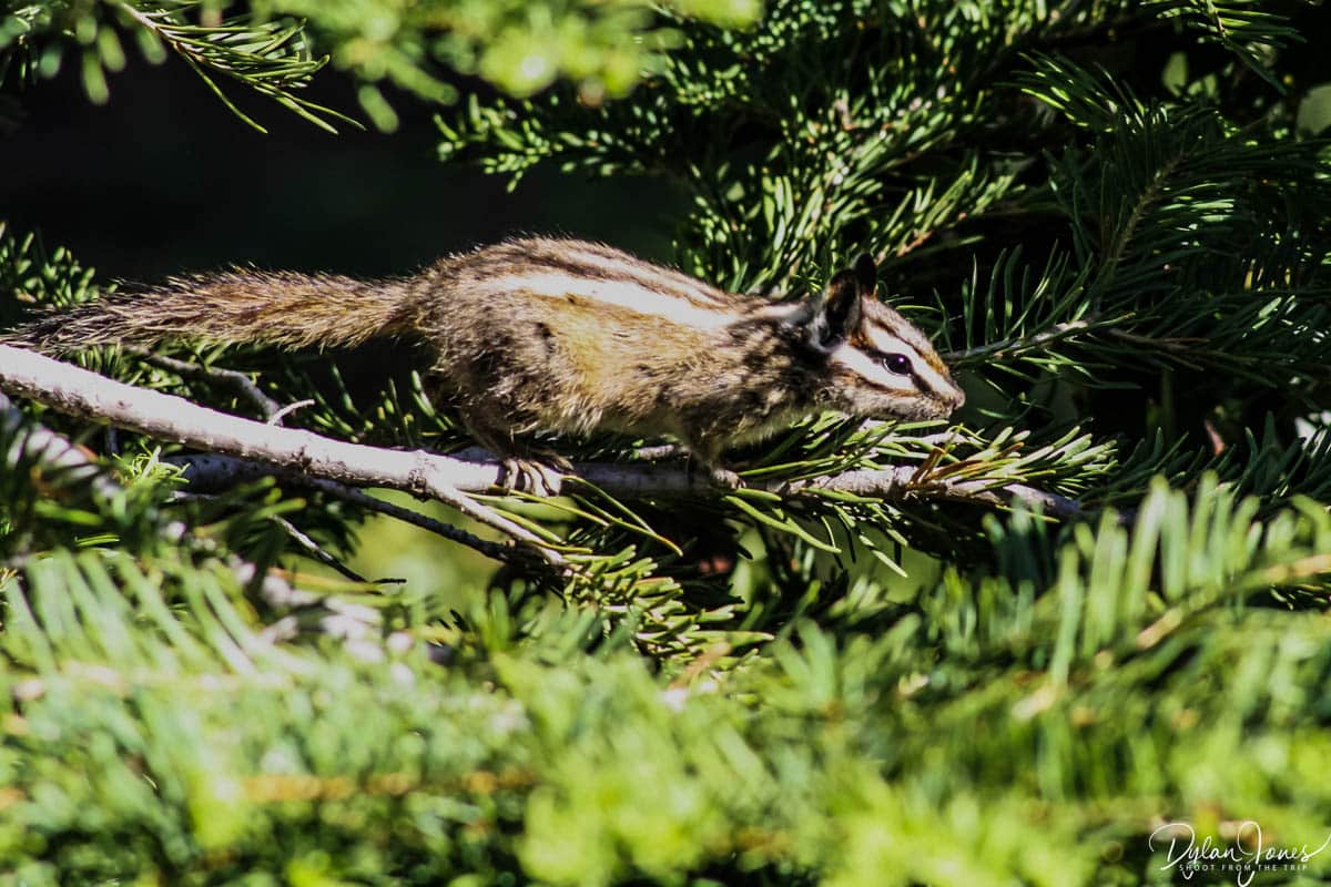 A chipmunk in the forest