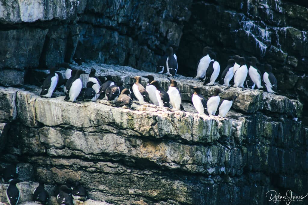 Guillemots seen during a boat trip to Puffin Island