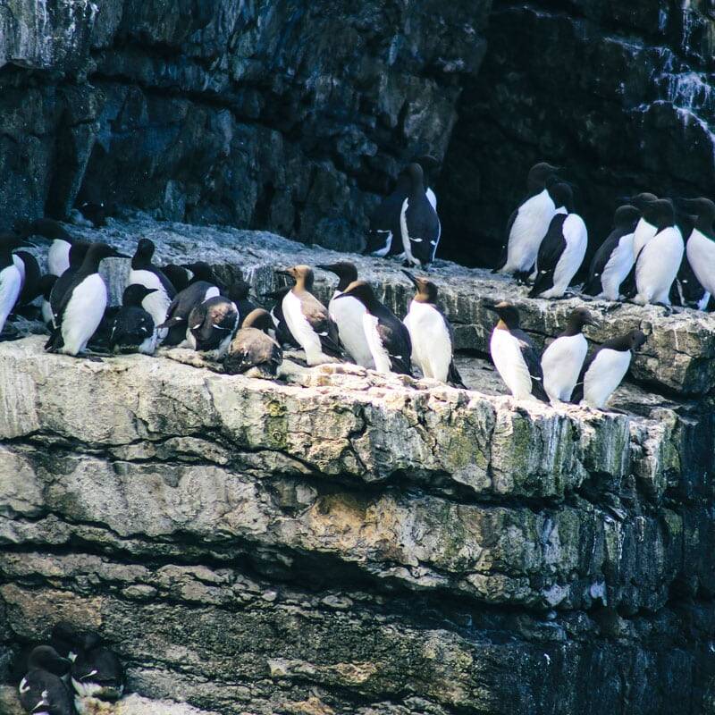 Guillemots seen during a boat trip to Puffin Island