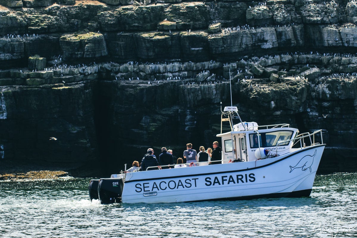 A boat trip to Puffin Island with Seacoast Safaris