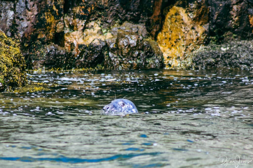 Grey Seal at Puffin Island