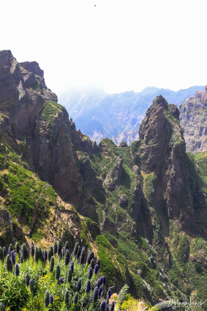 Pride of Maderia growing at Pico do Arierio