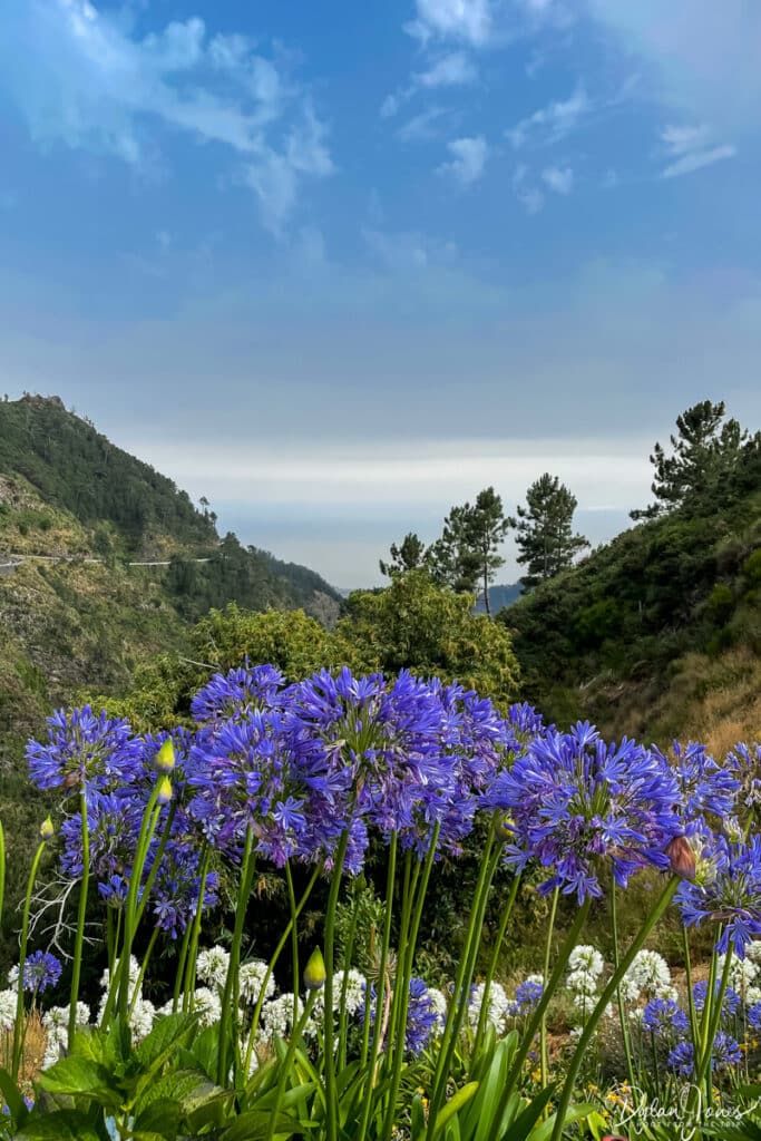 Wild agapanthus at Eira do Serrado