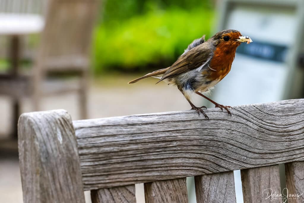Robin